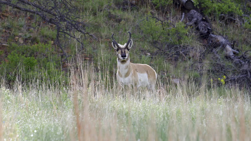 Pronghorn (Antilocapra americana) adult male looking at camera, standing in morning dew grasses.