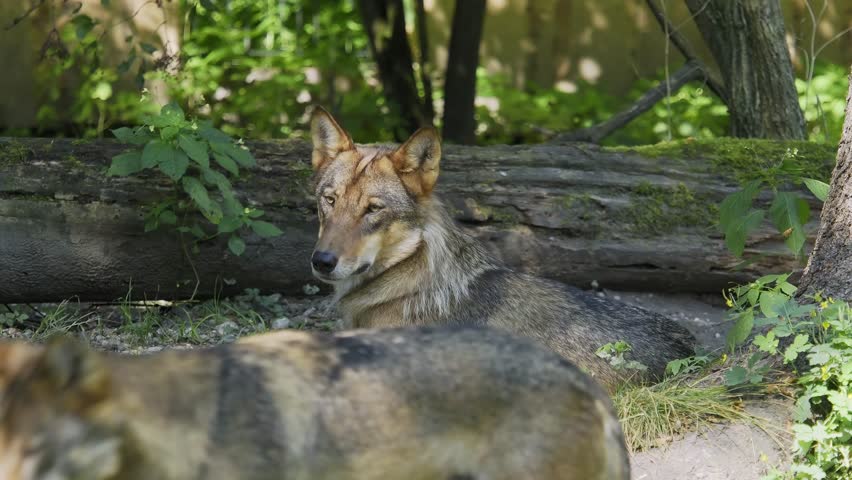 The wolf, Canis lupus, also known as the grey wolf or timber wolf is a canine native to the wilderness and remote areas of Eurasia and North America.