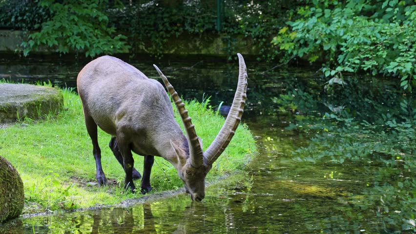 Male mountain ibex or capra ibex sitting on a rock in a german park