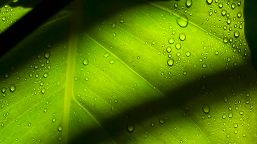 Macro Texture Green Leaves Rain Water Drops on Wet Leaf (Green Plant). - Powered by Shutterstock - Get 15% off with code: PIKWIZARD15