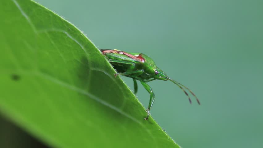 Closeup of a Shieldbug resting on a leaf in a back garden. Summer. UK