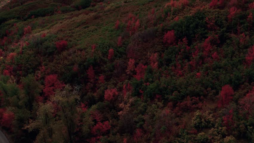 Aerial drone shot of the fall foliage and mountain range in Salt Lake City at 60fps.