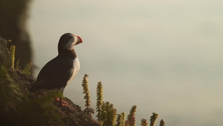 Close Up Puffin Looking Out to Sea, Atlantic Puffin Portrait on the Coast in Beautiful Golden Hour Sunset Light on Skomer Island, UK Birds and Birdlife at Sunset