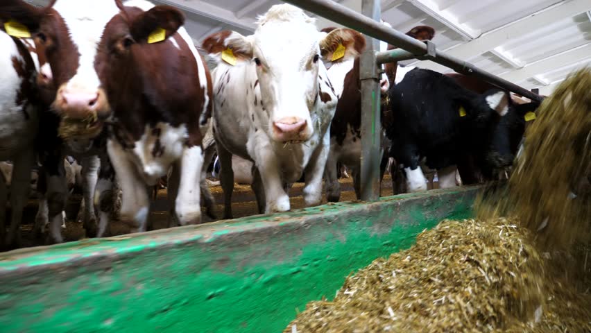 Tractor spreading silage to feeding herd of cows at milk factory. Friendly mammal animals eating fresh fodder at cowshed. Concept of agriculture industry and livestock husbandry. Slow motion