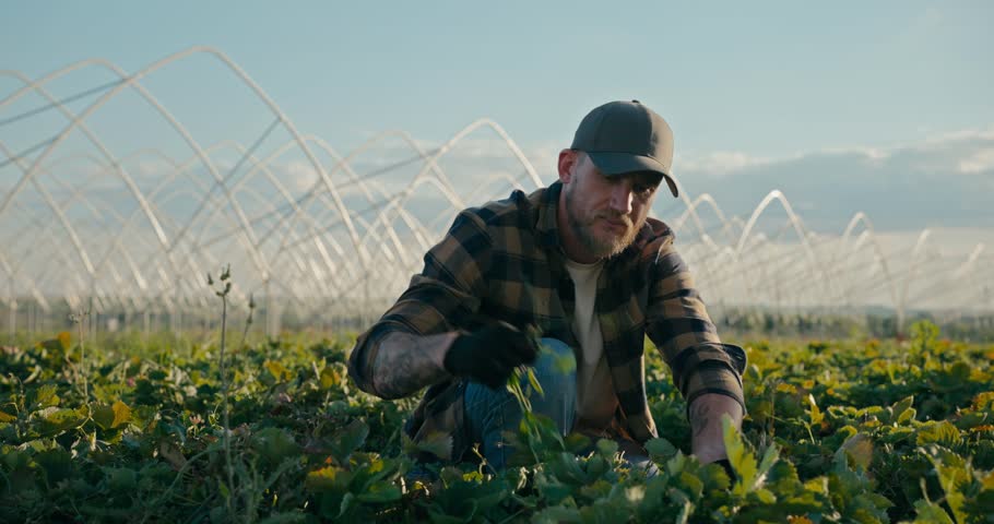 Side view of a happy guy Farmer in a cap works in the field and sorts out the plants that grow on the farm