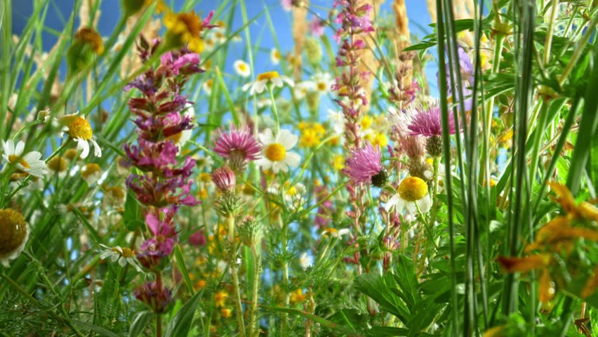 Camera movement , slow motion footage of meadow flowers in bloom moving in the wind with blue sky