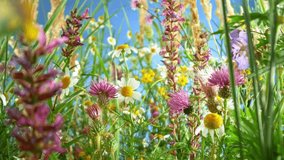 Camera movement , slow motion footage of meadow flowers in bloom moving in the wind with blue sky - Powered by Shutterstock - Get 15% off with code: PIKWIZARD15