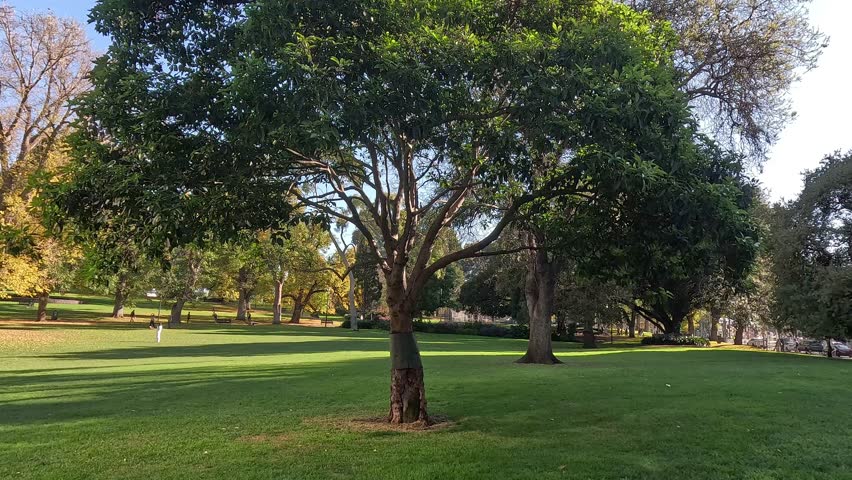Trees wrapped for protection in Melbourne park