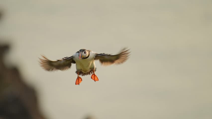 Slow Motion Puffin Flying and Landing on the Ground at its Burrow, Close Up Atlantic Puffin In Flight in Slow Motion on Skomer Island