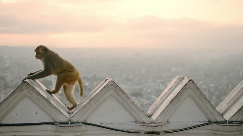 Monkey Temple in Kathmandu at Sunset in Nepal, Monkeys in Urban Wildlife Shot with Beautiful Kathmandu Cityscape of Monkeys at a Buddhist Temple in Asia, Animals in Urban Environment