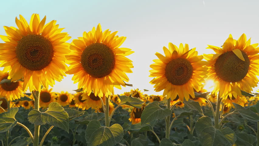 Blooming sunflowers close-up side by side sway from light wind in an agricultural field at sunset on hot day in summer. Eco products. Bright yellow sunflower agricultural fields, growing plants