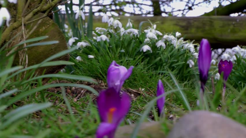 Wild Snowdrops to Crocus (Dolly Shot) - Recorded Staffordshire, West Midlands,