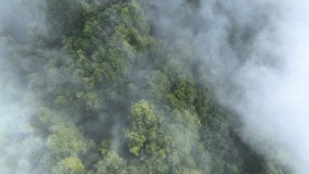 AERIAL TOP DOWN: Lush forest canopy with foliage changing color to autumnal hues, gently veiled by autumn mists. Serene and ethereal atmosphere combined with natural beauty of the pristine landscape. - Powered by Shutterstock - Get 15% off with code: PIKWIZARD15
