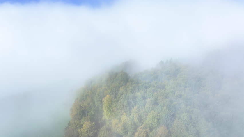 AERIAL: Colourful autumn forest trees are breaking out of rolling morning fog. Dense greenery with leaves turning into shades of fall and soft cloud blanket create a peaceful and picturesque landscape