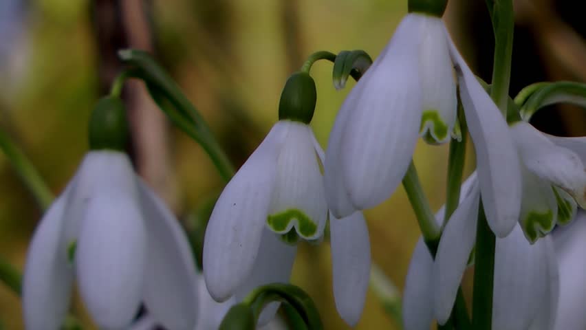 A bunch of snowdrops shaking in the spring breeze - Recorded Staffordshire, West