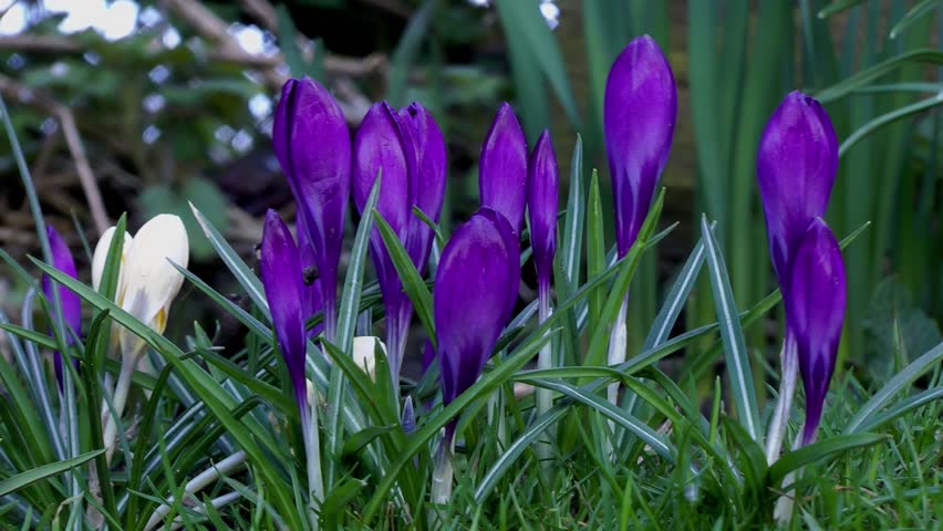 Wild Crocus (Dolly Shot) - Recorded Staffordshire, West Midlands, England - 17th