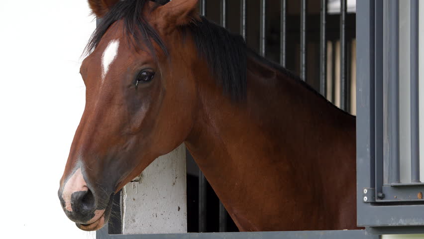 Close-up of a chestnut horse