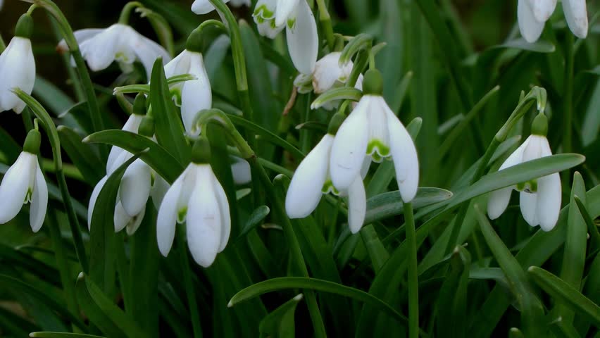 Wild Crocus to Snowdrops (Dolly Shot) - Recorded Staffordshire, West Midlands,