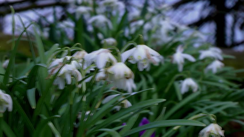 Wild Snow Drops (Tracking Shot) - Recorded Staffordshire, West Midlands, England