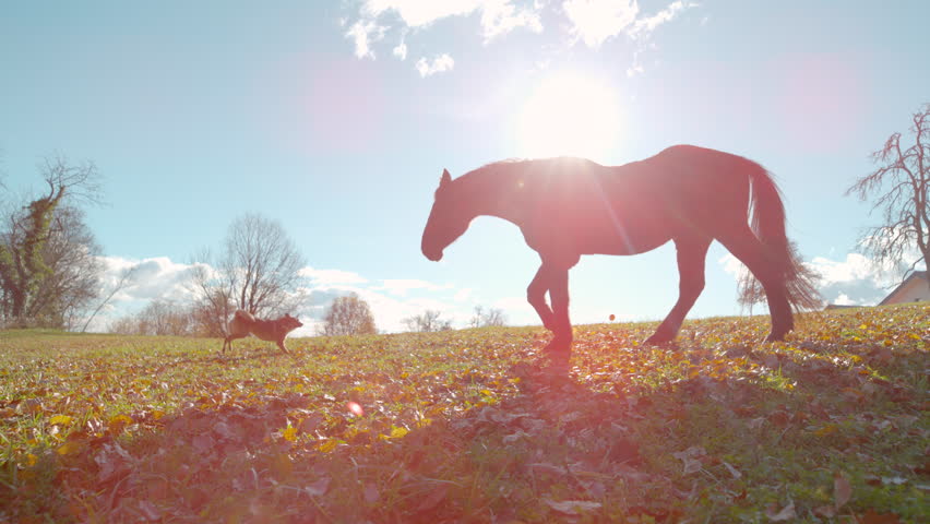SLOW MOTION, LENS FLARE: Majestic brown horse with playful shepherd dog by his side roams freely through a sunny pasture strewn with colorful autumn leaves. Beautiful friendship between two pets.