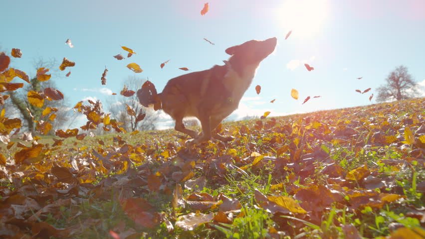 SLOW MOTION, LENS FLARE: Playful dog chases and leaps among swirling fall leaves on a beautiful sunny meadow in the countryside, enjoying a dynamic and joyous outdoor playtime in the crisp autumn air.