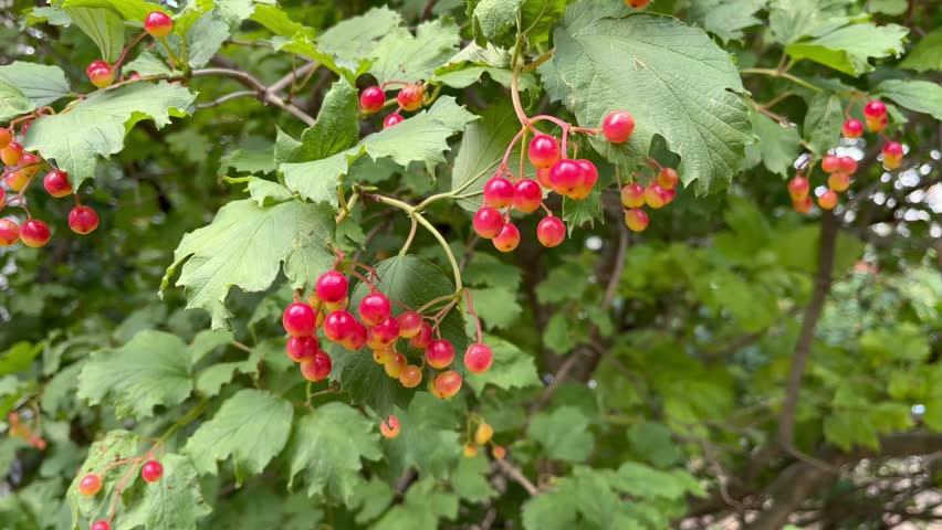 viburnum berries hanging on a branch of a viburnum bush