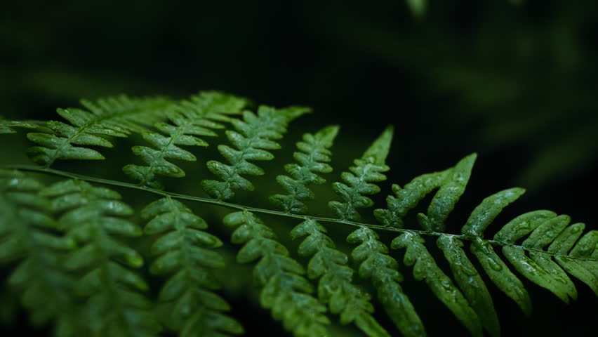 In the summer forest, ferns have green leaves, forming a natural background. Surrounded by other dark green plants, this forest fern atmosphere environment