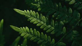 A detailed shot of a forest fern reveals the structure of its green leaves. Surrounded by a variety of deep-hued vegetation, it creates a picturesque backdrop to a summer forest - Powered by Shutterstock - Get 15% off with code: PIKWIZARD15