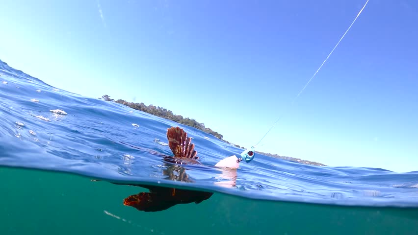 Underwater view of a red cabezon caught by a fisherman, Stillwater Cove CA