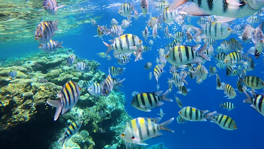 Sergeant-major fish school with water surface in background, underwater Red sea.
