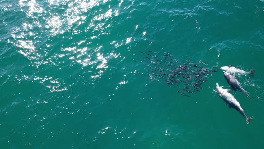 Mullet Fish Hunted By Bottlenose Dolphins - East Coast Australia
