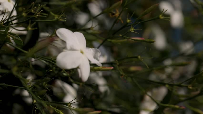 Jasmine, beautyful flovers, nature, mediterranean, Sidi Bou Said