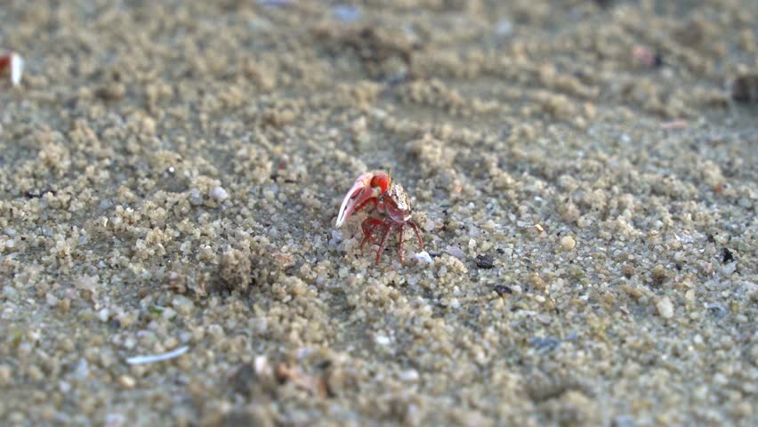 Close up shot of a male sand fiddler crab with a single enlarged claw, sipping and consuming micronutrients and forming small sand pellets on the sandy beach.