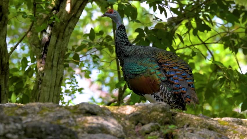 Watch a stunning wild turkey with iridescent feathers perched in a lush forest.