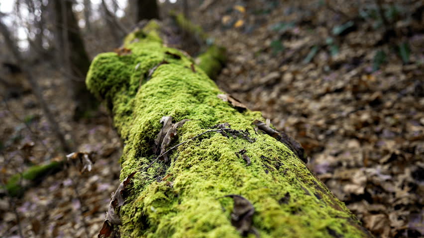 Vibrant green moss growing on the top of a downed tree.