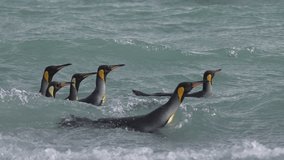 King Penguins Swimming in Ocean Near Antarctica, Slow Motion - Powered by Shutterstock - Get 15% off with code: PIKWIZARD15