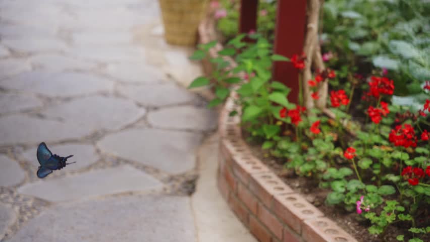 Close up slowmotion black butterfly flower green plant nature shallow deapth of field