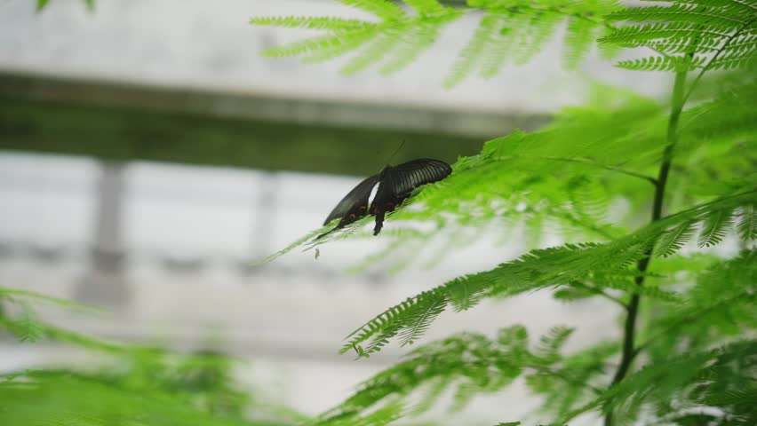 Close up slowmotion black butterfly flower green plant nature shallow deapth of field