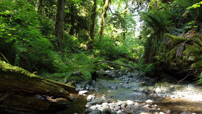 A tranquil stream flows through a lush forest in Pacific Rim National Park
