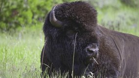 American Bison (Bison bison) male chewing on grass while lying down, close-up, slowmotion. - Powered by Shutterstock - Get 15% off with code: PIKWIZARD15