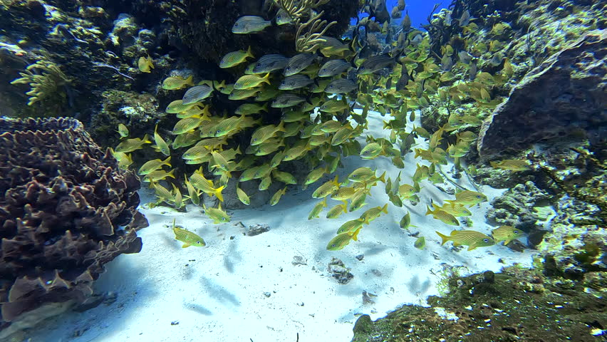Video of French grunt, Haemulon flavolineatum, open mouthed grunt, yellow grunt, roncadores, ronco amarillo. A lot of grunts, sand and coral. Grunts between reef. western Atlantic fish