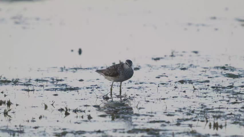 Wood sandpiper Tringa glareola in the wild. A bird pecks a frog on the lake. Slow motion.