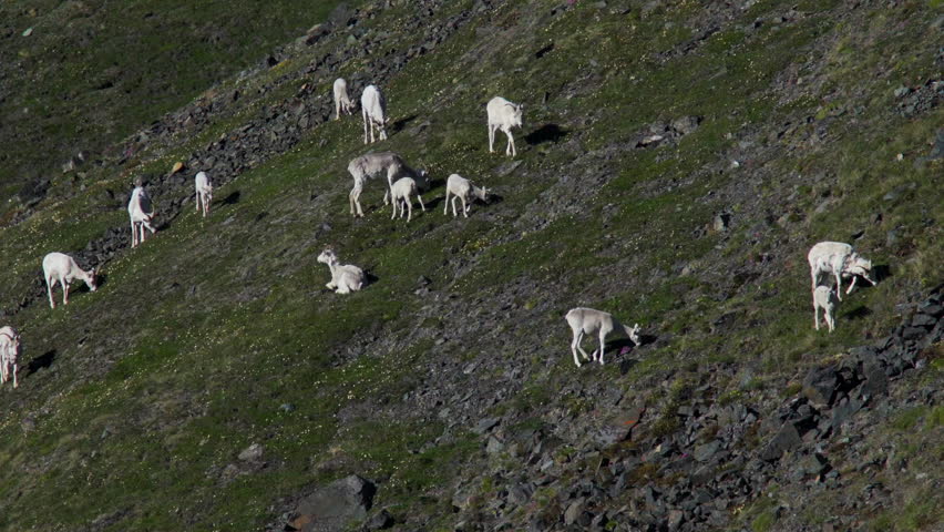 Dall Sheep Grazing On Mountain Ridge In Kluane National Park, Yukon, Canada - Wide Shot