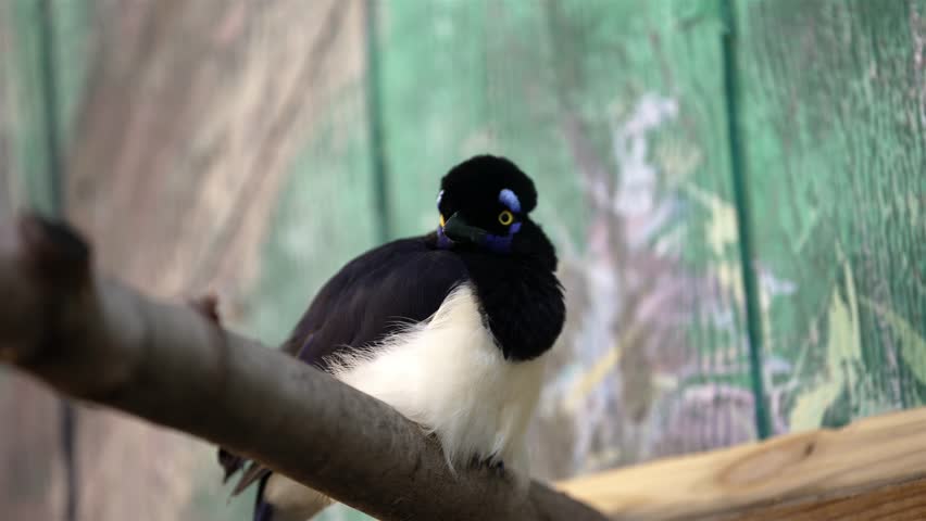 Slow-motion close-up of a plush-crested jay bird sitting on a tree branch, attentively scanning its environment. The background features a green-painted wooden wall.