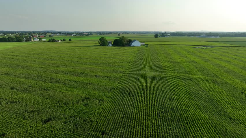 Vast green farmland in rural USA. Rows of crops stretch to the horizon with scattered barns. A white farmhouse stands in the middle, surrounded by fields. Aerial during summer.