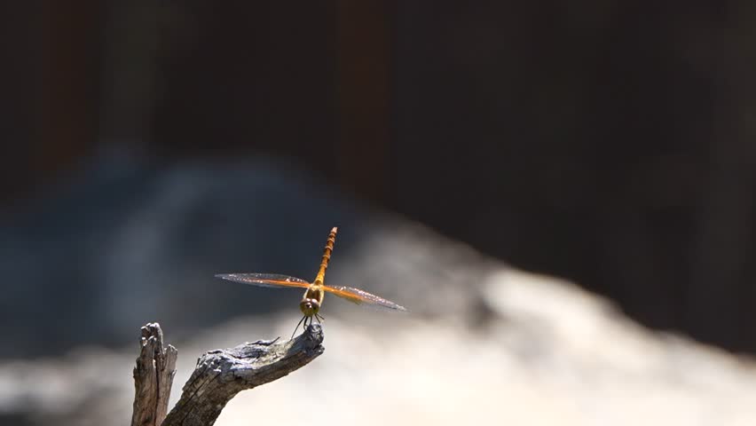 A dragonfly and a fly on a branch