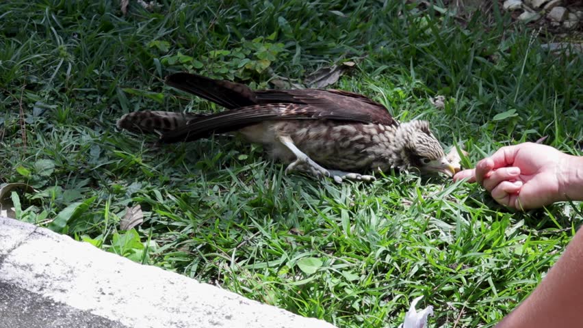 woman nursing a rescued falcon