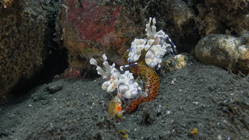 A close-up of two spotted shrimp sitting on a piece of red starfish they are feeding on.
Harlequin shrimp (Hymenocera picta) Hymenoceridae, 5 cm. White with big pink spots.