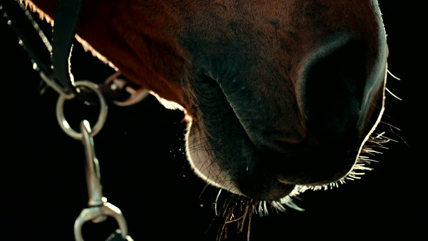 Illuminated Up-Close Static Shot of Horse Mouth Chewing Against Dark Background