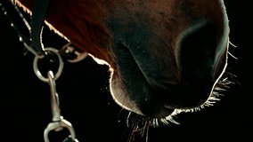 Illuminated Up-Close Static Shot of Horse Mouth Chewing Against Dark Background - Powered by Shutterstock - Get 15% off with code: PIKWIZARD15